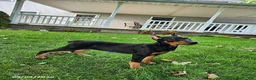 Doberman Pinscher dogs for sale: Koda - Ad 8