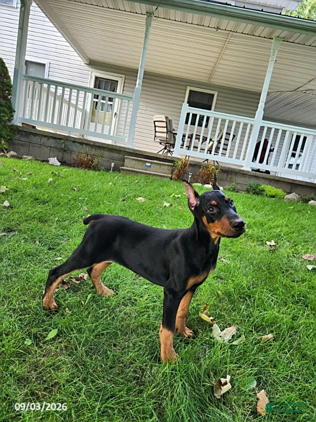 Doberman Pinscher dogs for sale: Koda - Ad 8
