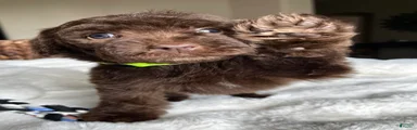 Dex