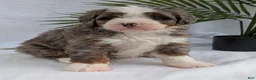 Mini Bernedoodle dogs for sale: Mini Darcy  - Ad 33