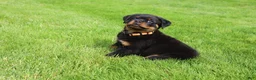 Rottweiler dogs for sale: Buck - Ad 5
