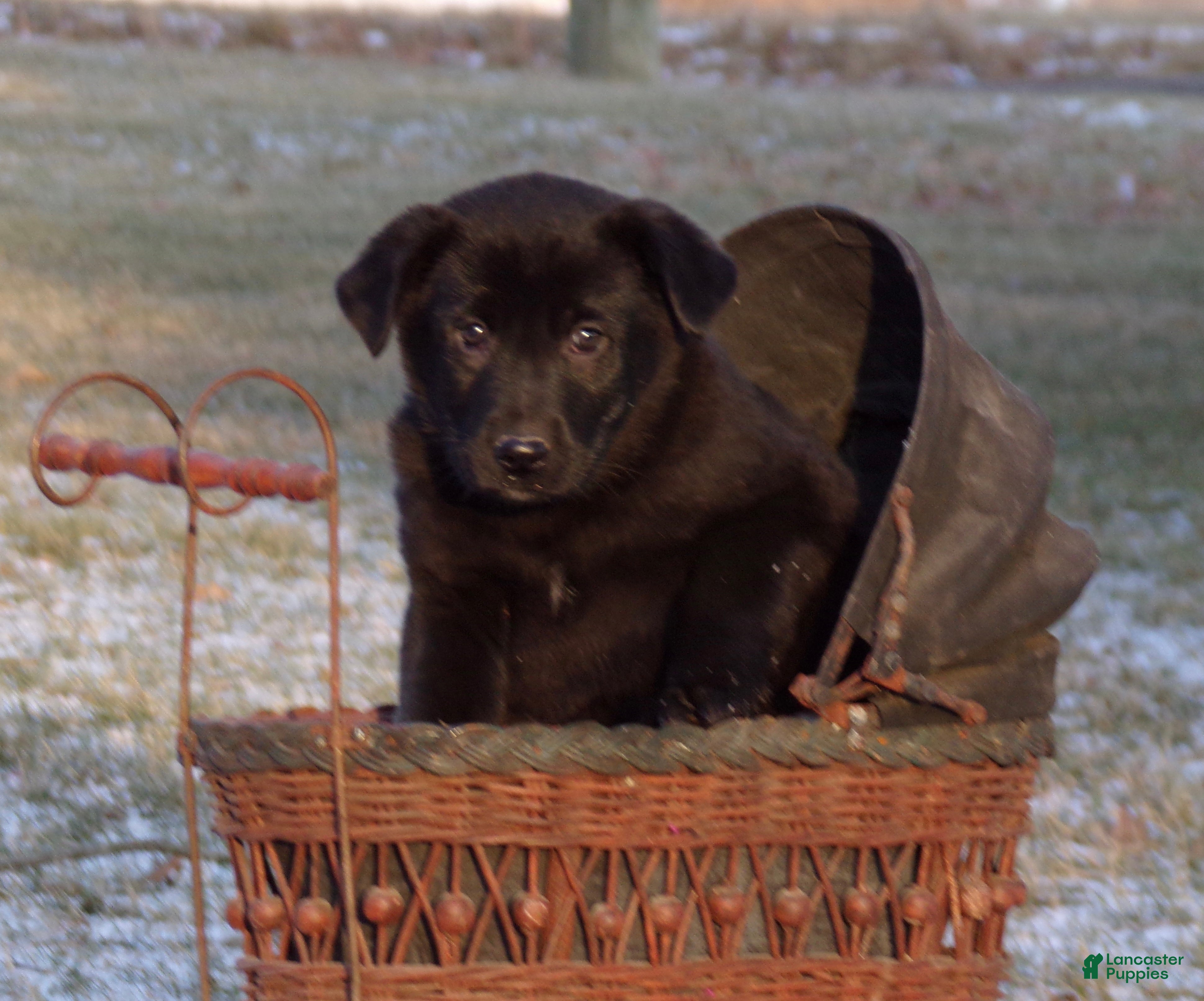 Mixed Breed dogs Belle  - Ad 2