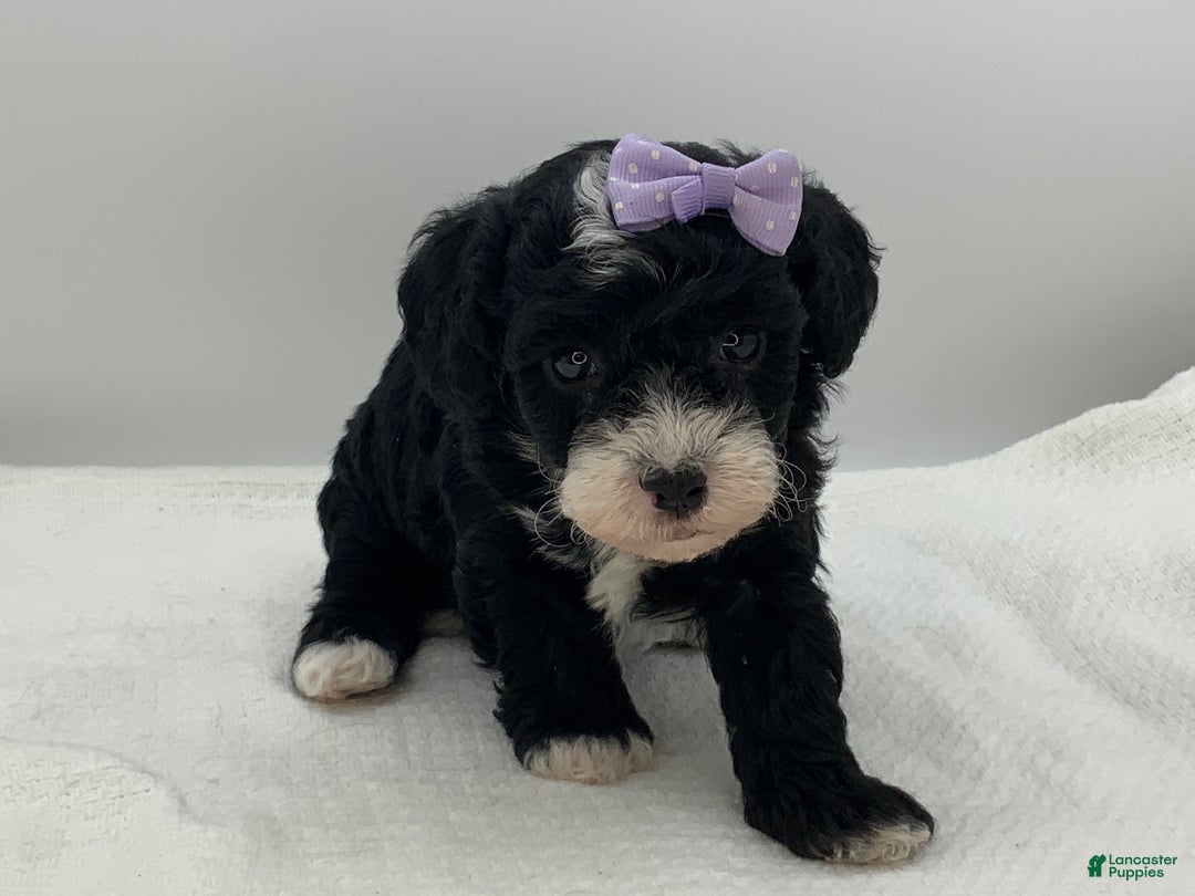 Toy Poodle dogs for sale: Kisses - Ad 1