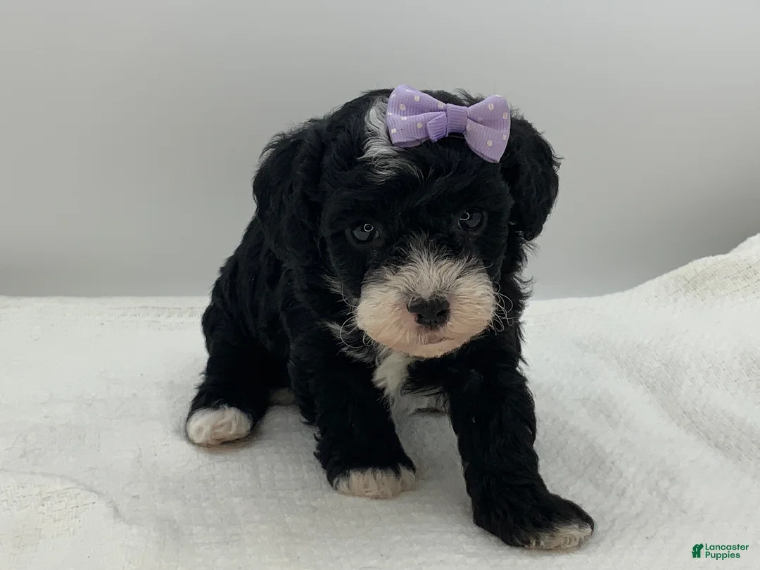 Toy Poodle dogs for sale: Kisses - Ad 1