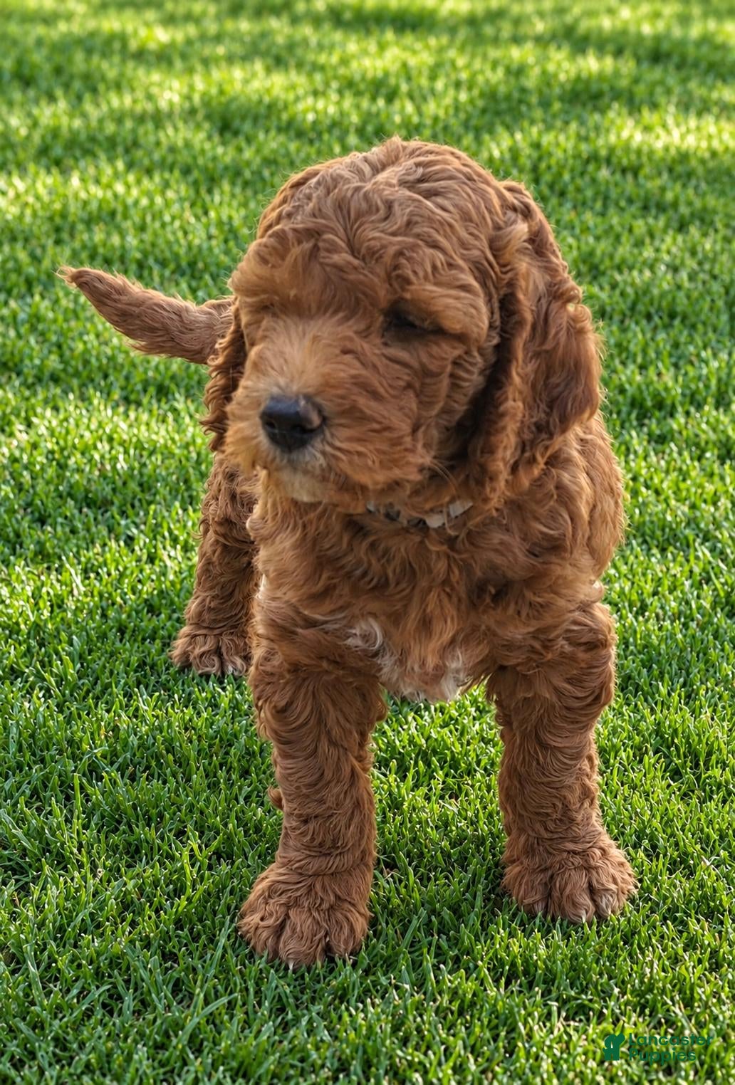 Mini Goldendoodle dogs Mini Goldendoodle 1 - Ad 1