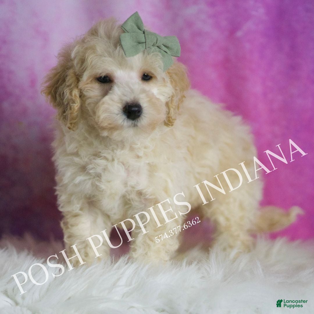 Maltipoo dogs for sale: Gumdrop - Ad 6
