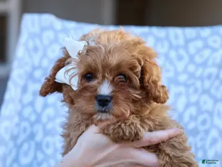 Cavapoo dogs Perry Cavapoo Puppy - Ad 1