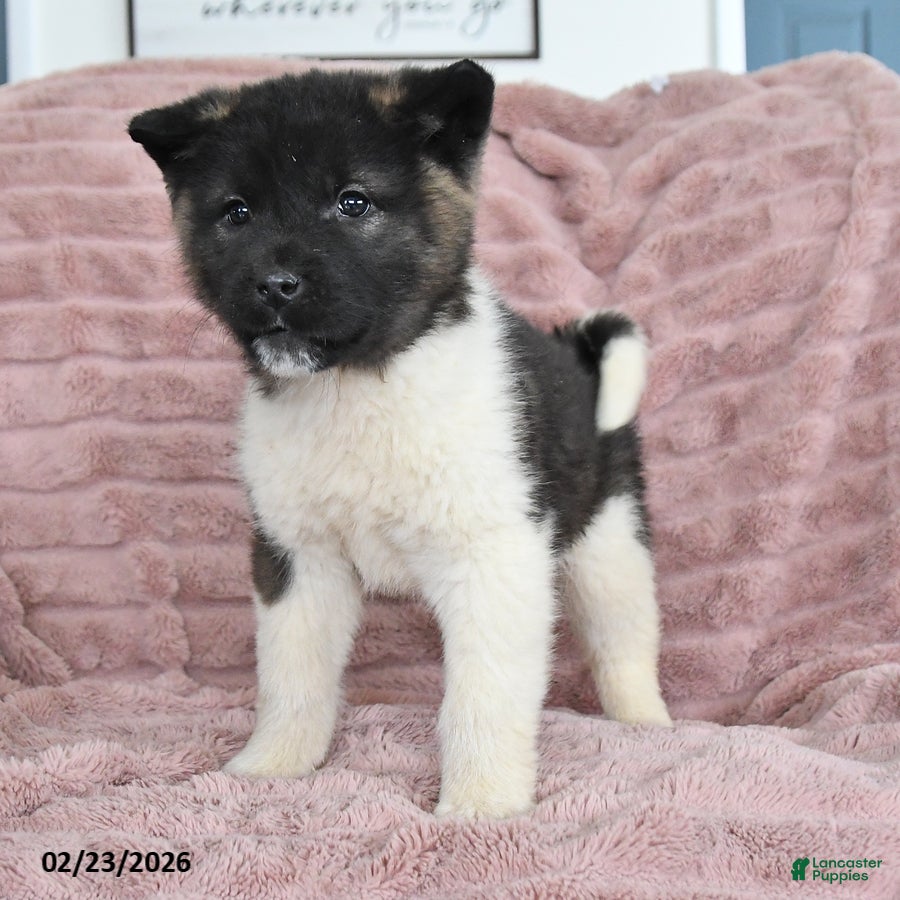Akita dogs Flame - Ad 2