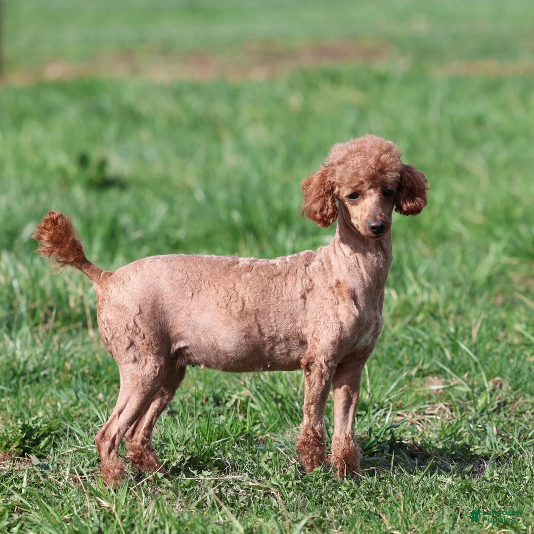 Toy Poodle dogs for sale: Patrick  - Ad 7
