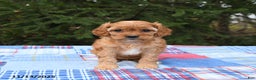 Cavapoo dogs for sale: Faye - Ad 4