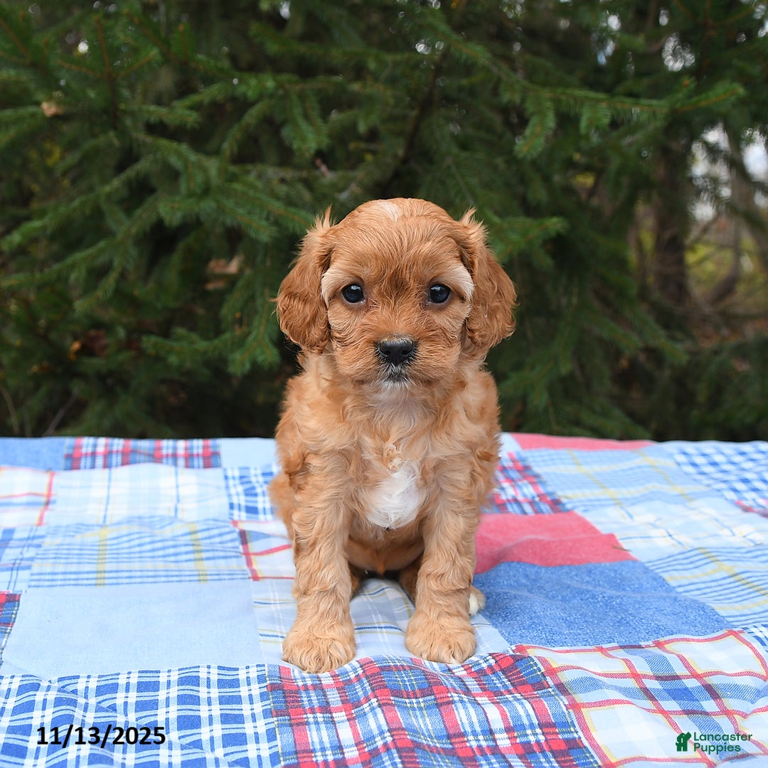 Cavapoo dogs for sale: Faye - Ad 4