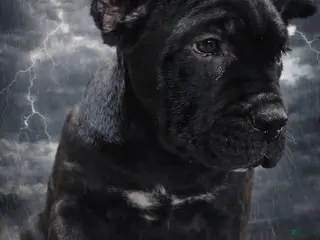 Cane Corso dogs Cane Corso Puppy 4 Page - Ad 13