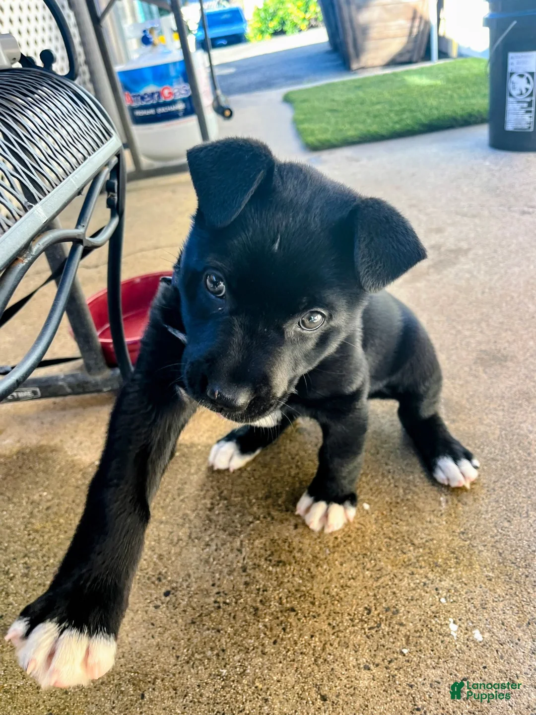 Mixed Breed dogs for sale: Mixed Breed Labrador retriever and german shepherd mix  - Ad 1