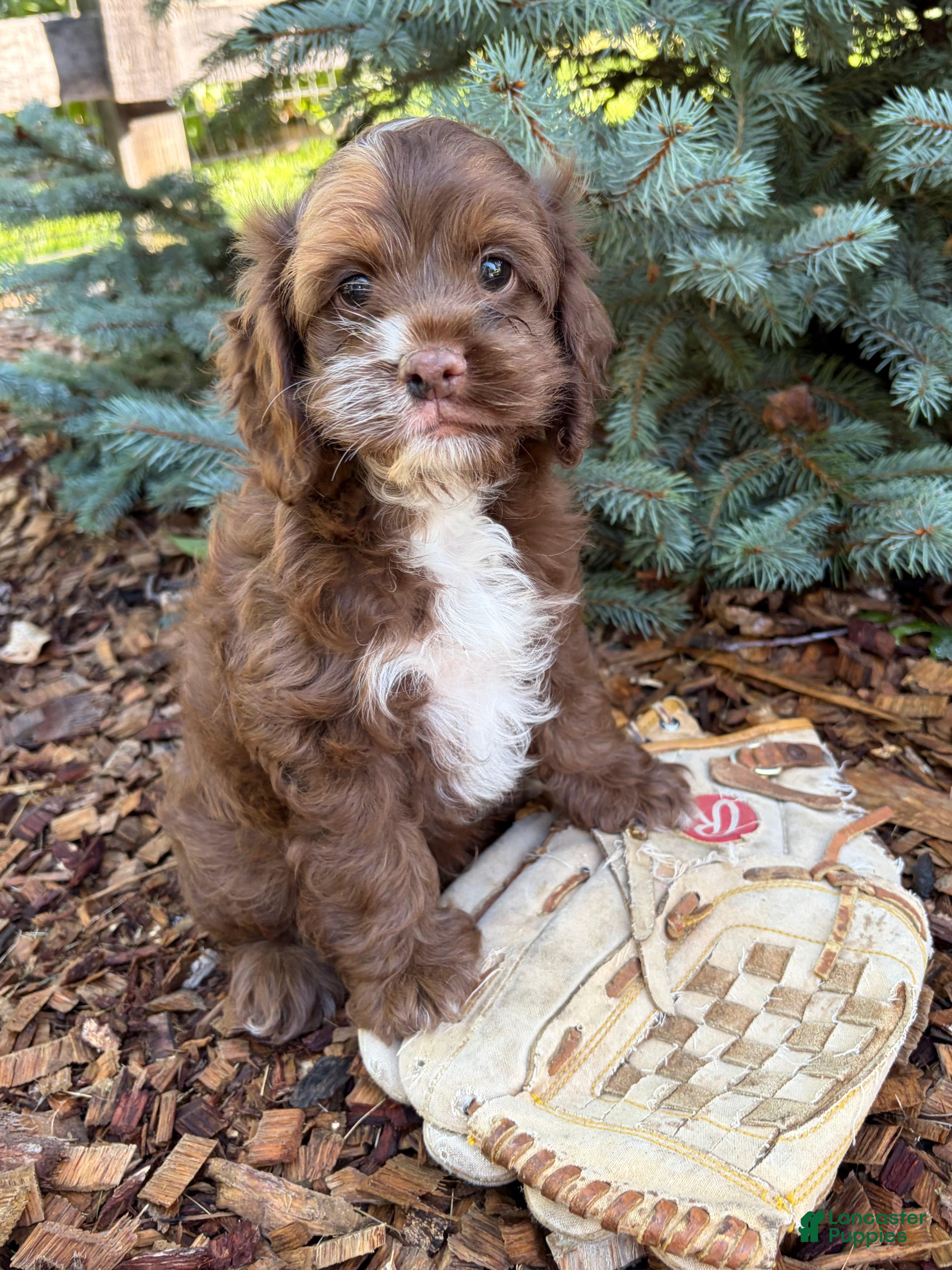 Cockapoo dogs Duke - Ad 2