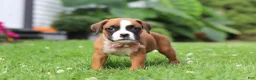 Boxer dogs for sale: Betty - Ad 9