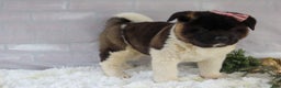 Akita dogs for sale: Rosa - Ad 39