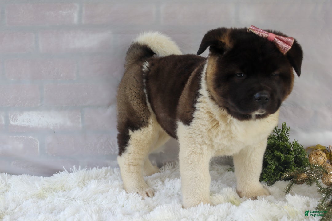 Akita dogs for sale: Rosa - Ad 39