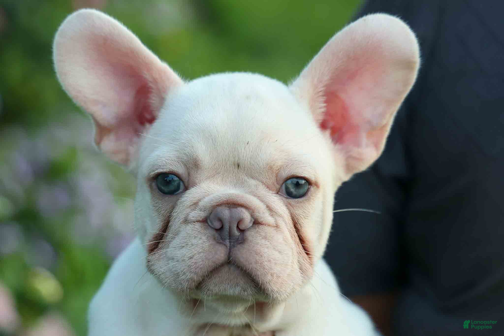 French Bulldog dogs Snoopy 🐶 - Ad 2