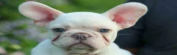 French Bulldog dogs for sale: Snoopy 🐶 - Ad 2