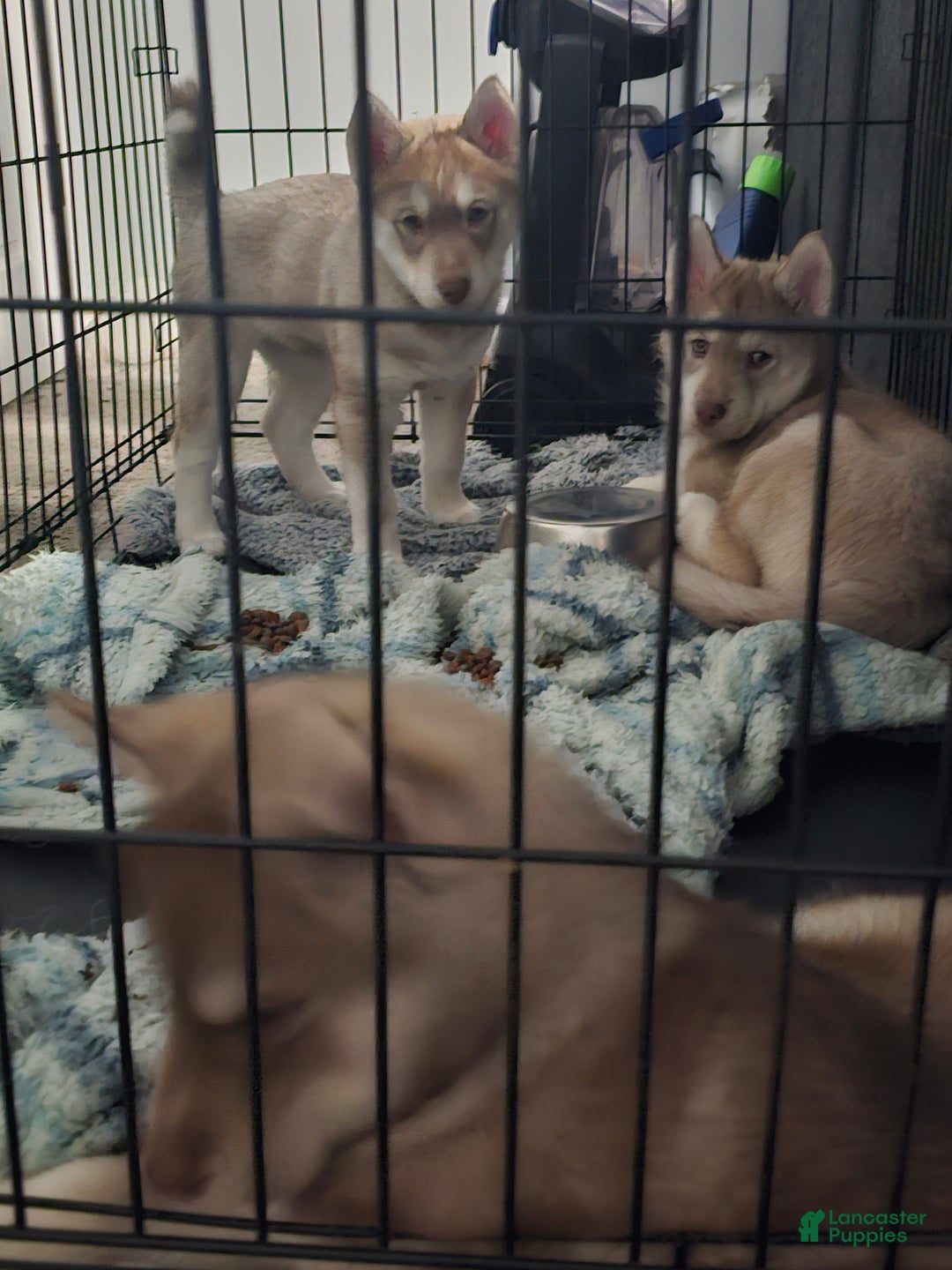 Mixed Breed dogs for sale: Ferocious  - Ad 1