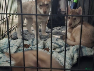 Mixed Breed dogs Ferocious - Ad 19