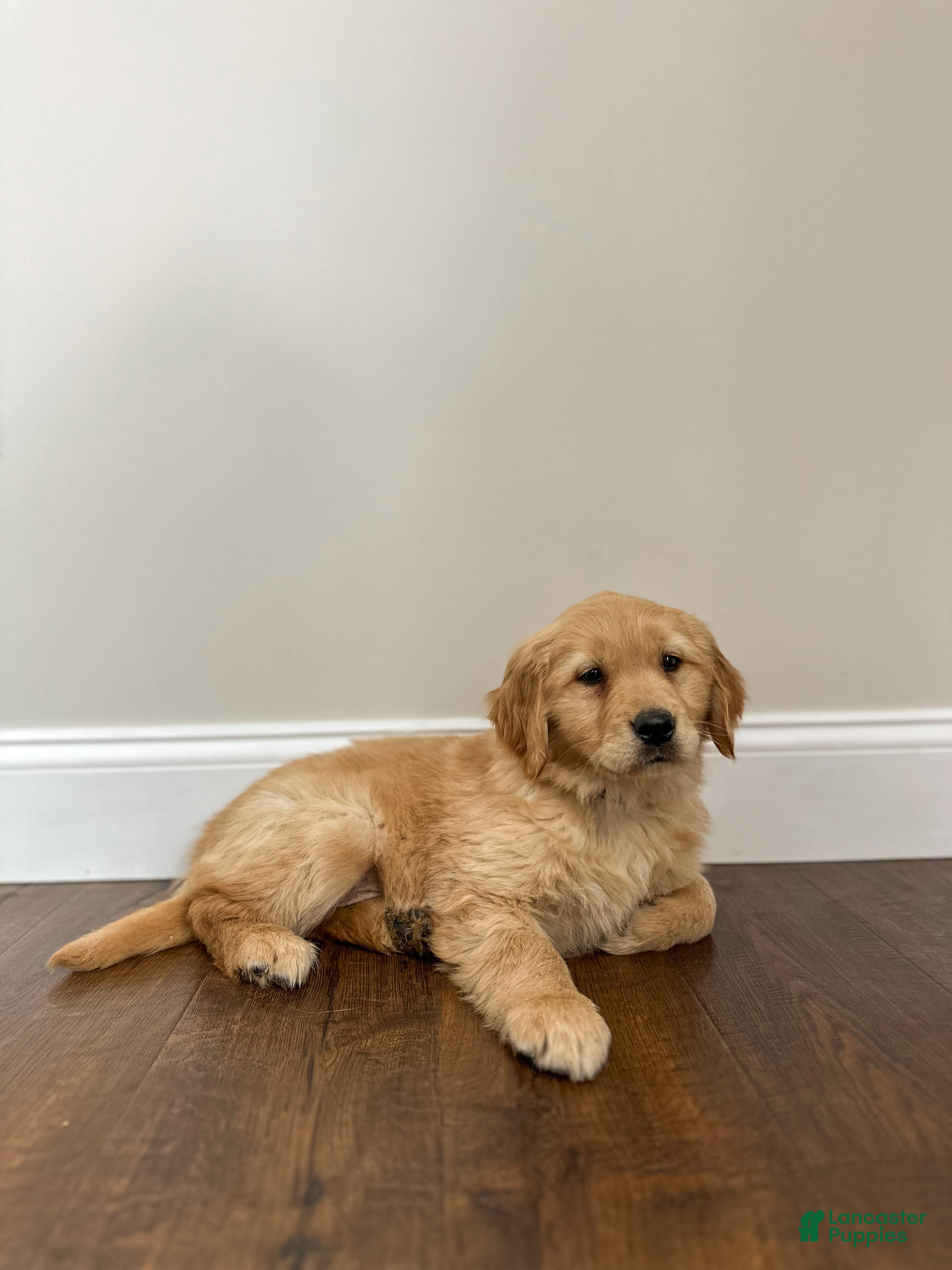 Golden Retriever dogs Poppy - Ad 2