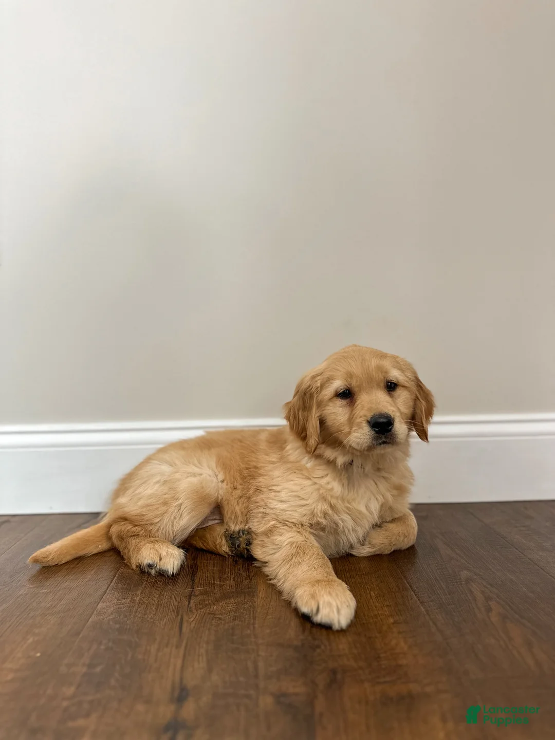 Golden Retriever dogs for sale: Poppy - Ad 2