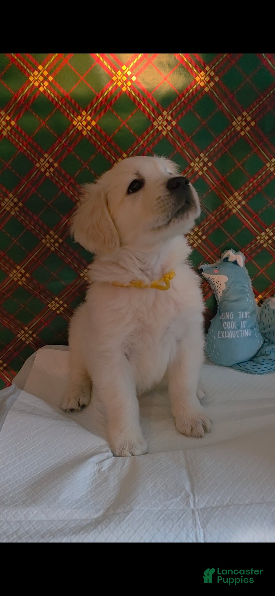 Golden Retriever dogs for sale: Sunny - Ad 2