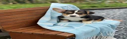 Welsh Corgi Pembroke dogs for sale: Jett - Ad 9