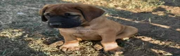 English Mastiff dogs for sale: Adrian (Purple) - Ad 5