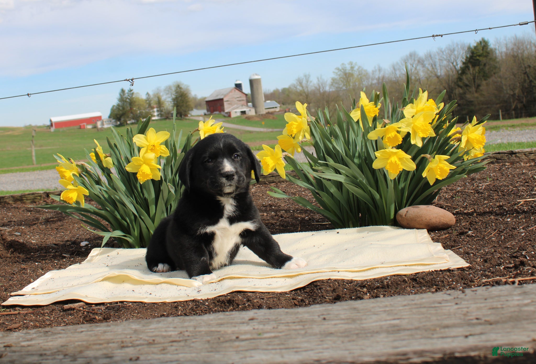 Mixed Breed dogs Mixed Breed Puppy 1 - Ad 36