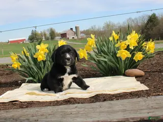 Mixed Breed dogs Mixed Breed Puppy 1 - Ad 36