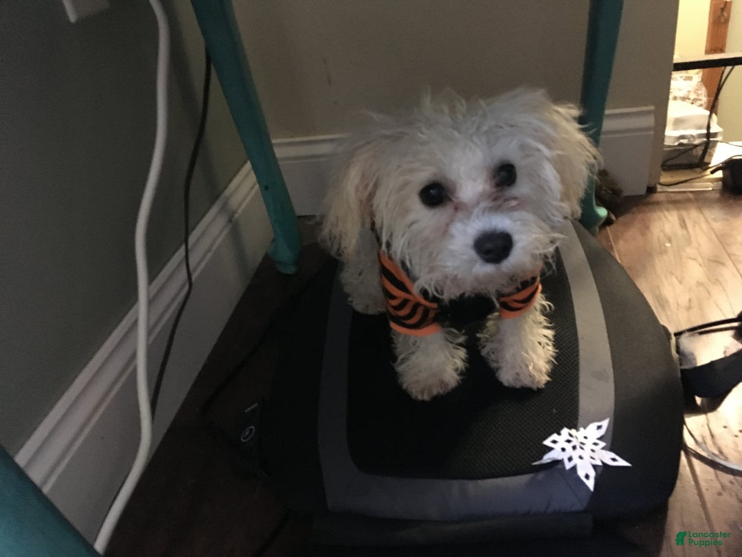 Maltipoo dogs for sale: Maltipoo Puppy 4 - Ad 6