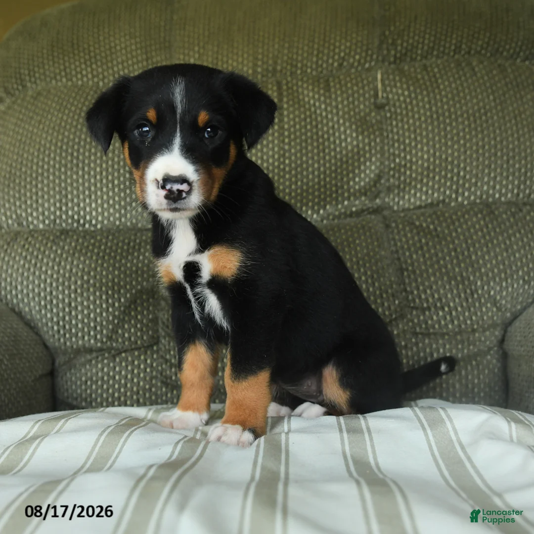 Greater Swiss Mountain Dog dogs for sale: Olive  - Ad 3