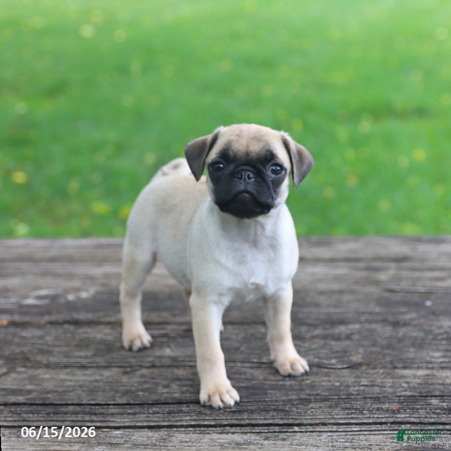 Pug dogs Lilly - Ad 2