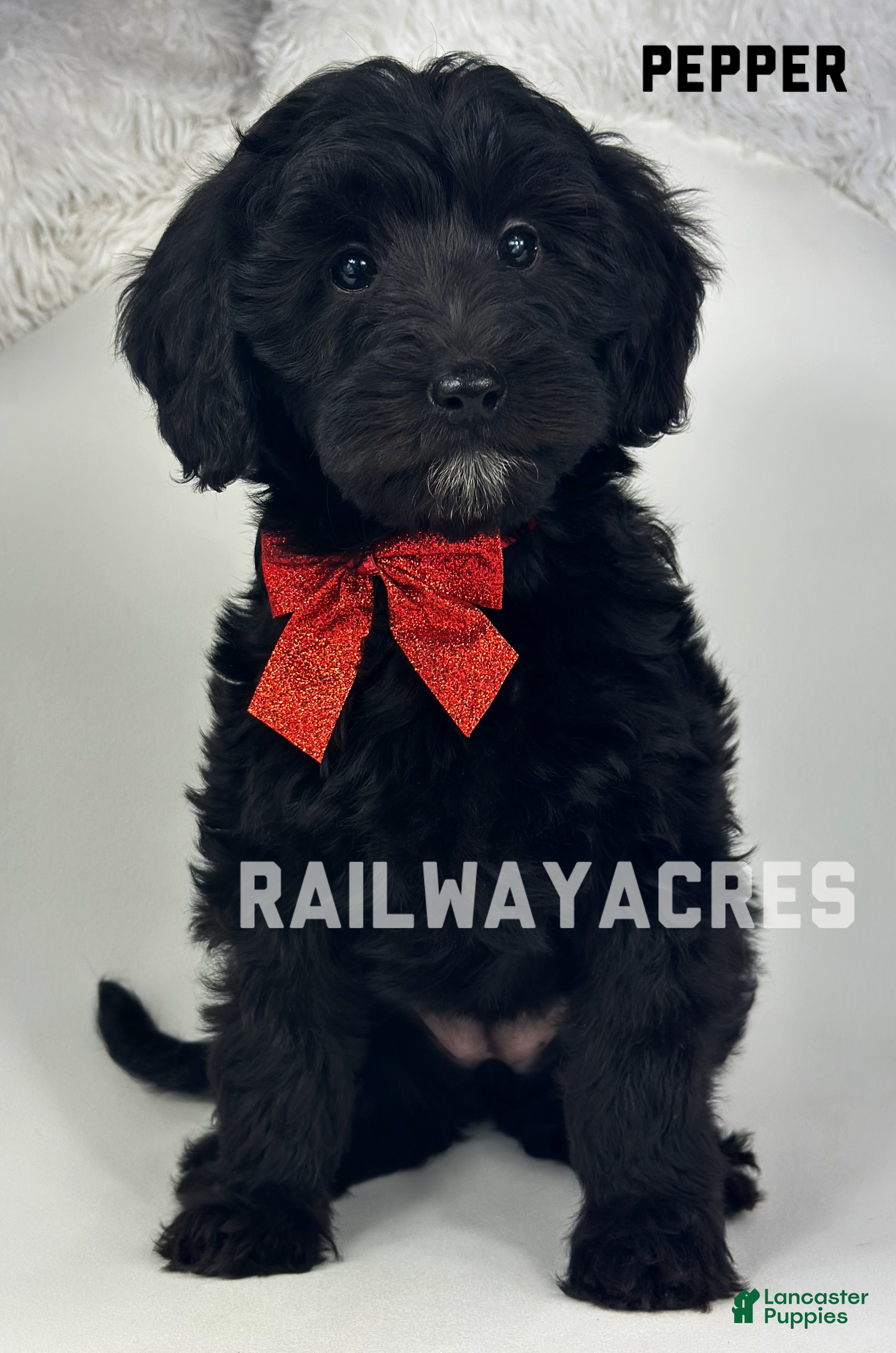 Mixed Breed dogs Pepper - Ad 26