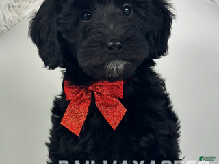 Mixed Breed dogs Pepper - Ad 26