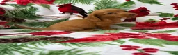Miniature Dachshund dogs for sale: Toby - Ad 10