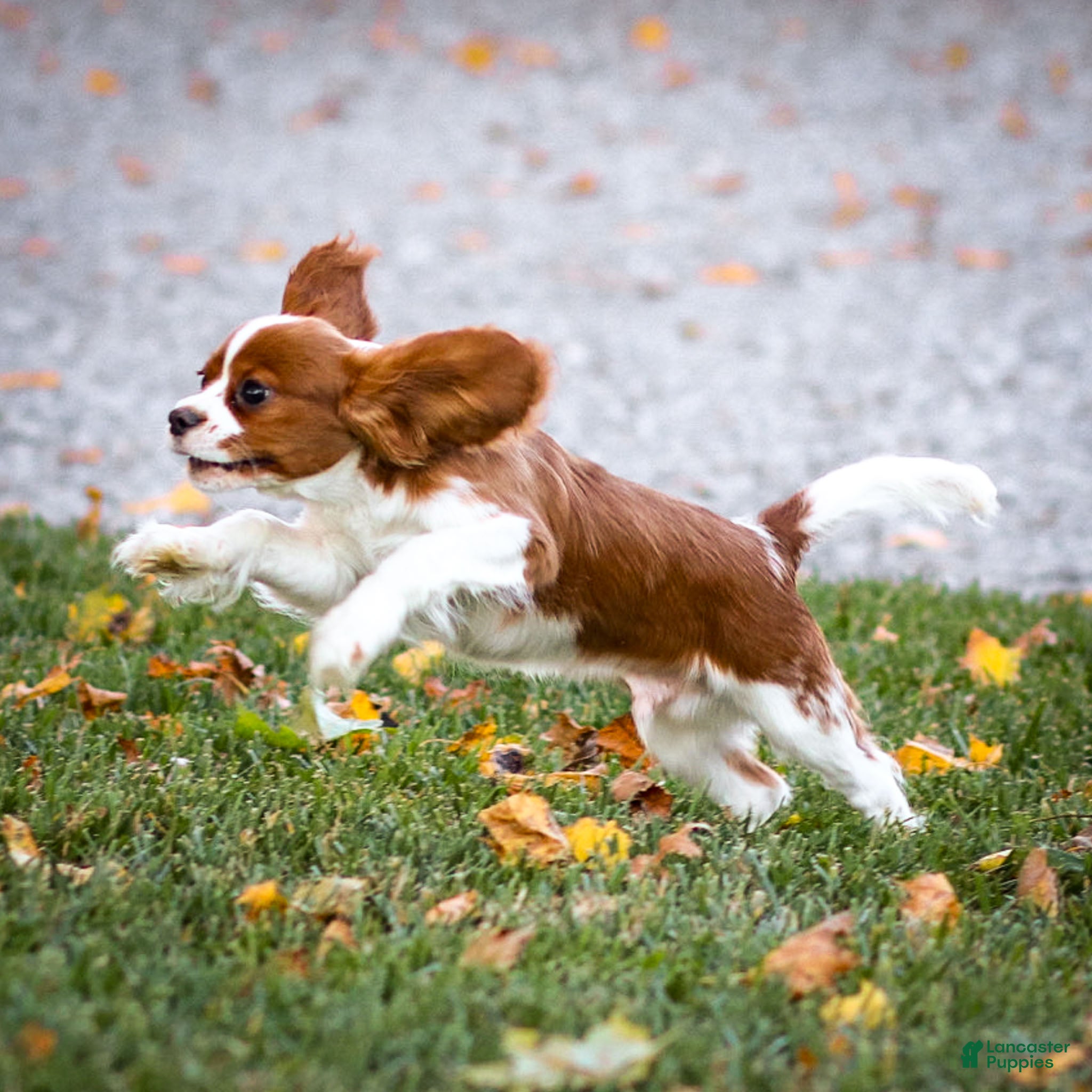 Cavalier King Charles Spaniel dogs Teddy - Ad 24