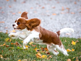 Cavalier King Charles Spaniel dogs Teddy - Ad 24