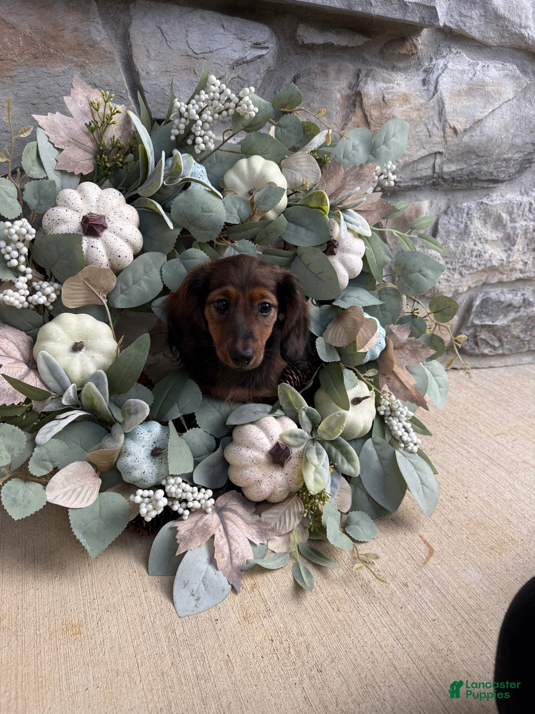 Miniature Dachshund dogs for sale: Miniature Dachshund Puppy 3 - Ad 3