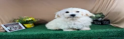 Mixed Breed dogs for sale: Mixed Breed 1 - Ad 4