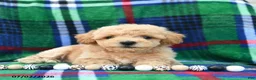 Bichpoo dogs for sale: Hoppy  - Ad 4