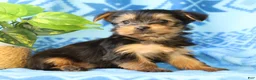 Yorkshire Terrier dogs for sale: Danny - Ad 4