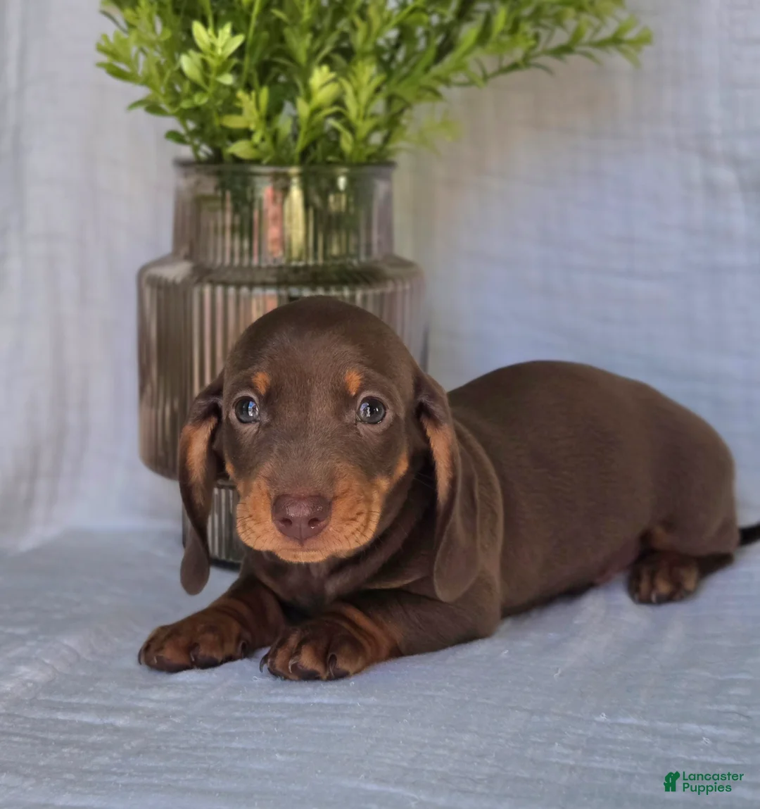 Miniature Dachshund dogs for sale: Buddy - Ad 3
