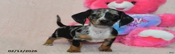 Miniature Dachshund dogs for sale: Indie - Ad 4