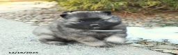 Keeshond dogs for sale: Flurry - Ad 2