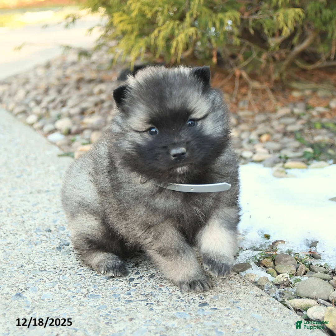 Keeshond dogs for sale: Flurry - Ad 2