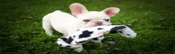 French Bulldog dogs for sale: Snoopy 🐶 - Ad 5