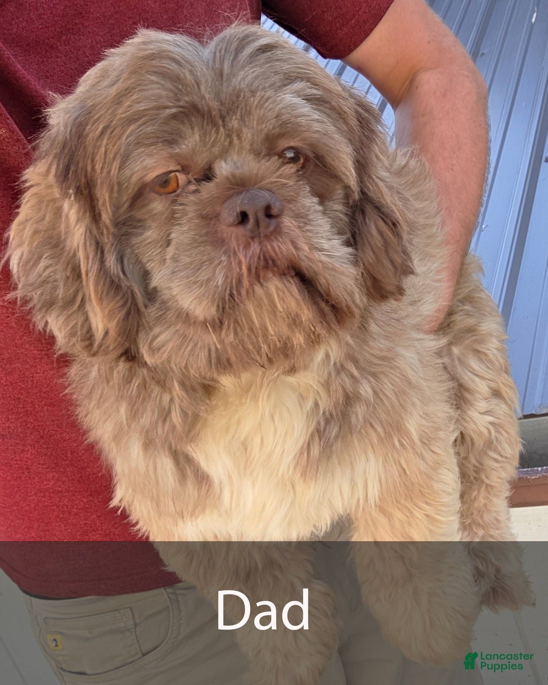 Shih Tzu dogs for sale: Skye - Ad 11